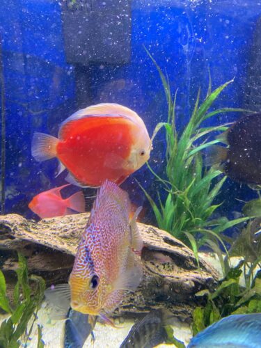 Click to view full screen Classic Red Diamond Discus photo review