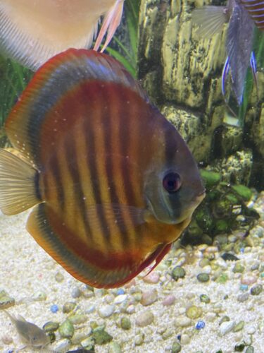 Click to view full screen Classic San Merah Discus photo review