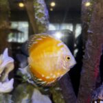 Yellow Rafflesia Discus photo review