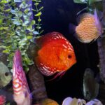 Marlboro Red Panda Discus photo review