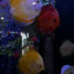 Marlboro Red Panda Discus photo review