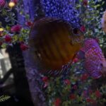Wild-Caught Yellow Batata Ica Discus photo review