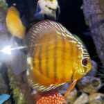 Wild-Caught Yellow Batata Ica Discus photo review
