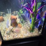 Crimson Star Alenquer Discus photo review