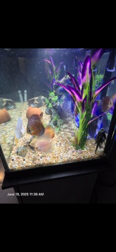 Click to view full screen Crimson Star Alenquer Discus photo review