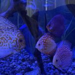 Albino Snakeskin Discus photo review