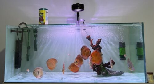 Click to view full screen Wild Trombeta Ica Giant Discus photo review