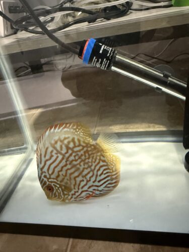 Click to view full screen Wild Curua Green Discus photo review