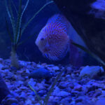 Albino Snakeskin Discus photo review
