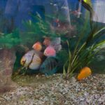 Panthera Eruption Discus, Red Base photo review