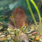 Panthera Eruption Discus, Red Base photo review