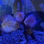Albino Snakeskin Discus photo review
