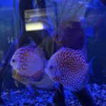 Albino Snakeskin Discus photo review