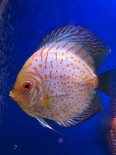 Click to view full screen Golden Pigeon Leopard Discus, White Base photo review