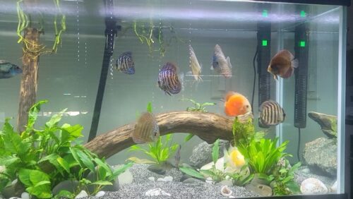 Click to view full screen Orange Melon Discus photo review