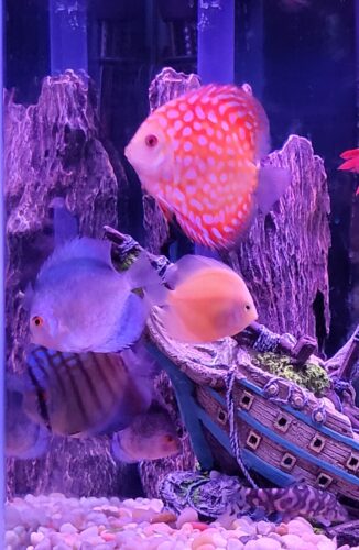 Click to view full screen Pearl Pigeon Snakeskin Discus photo review