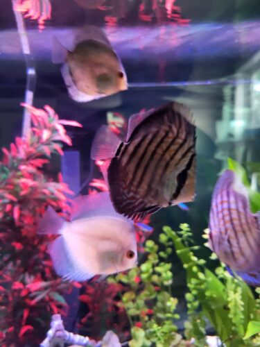 Click to view full screen Turquoise Alenquer Cross Discus, Green Base photo review