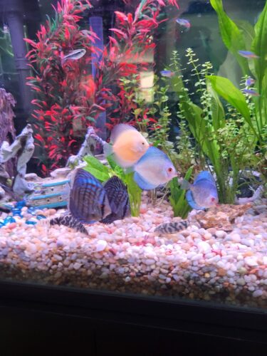 Click to view full screen Blue Mercury Discus, Light Base photo review