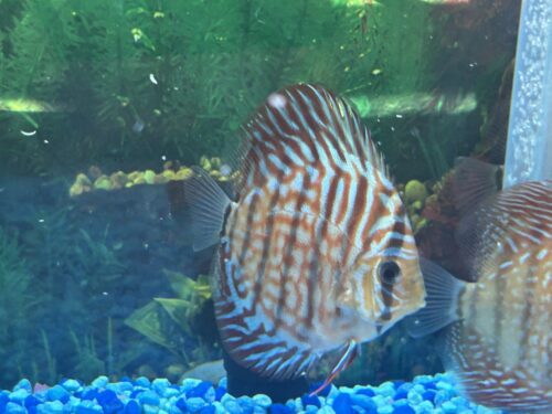Click to view full screen German Red Turquoise Discus, Blue Base photo review