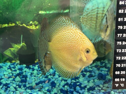 Click to view full screen Golden Pearl Pigeon Snakeskin Discus photo review