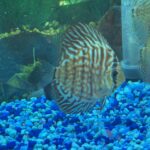 German Red Turquoise Discus, Red Base photo review
