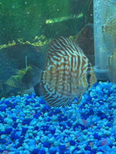 Click to view full screen German Red Turquoise Discus, Red Base photo review