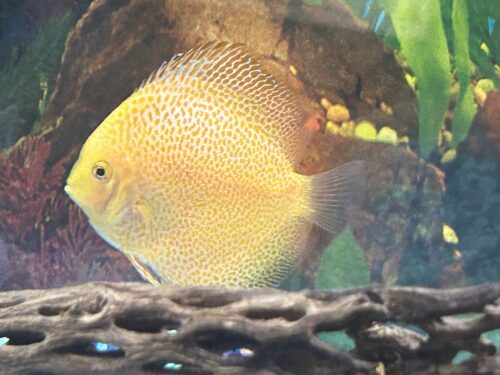 Click to view full screen Golden Pigeon Leopard Discus, White Base photo review