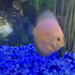 Penang Eruption Discus, Yellow Base photo review