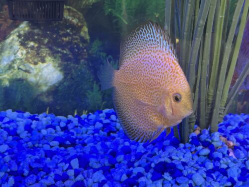 Click to view full screen Penang Eruption Discus, Yellow Base photo review