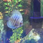 High Bodied Blue Cobalt Discus photo review