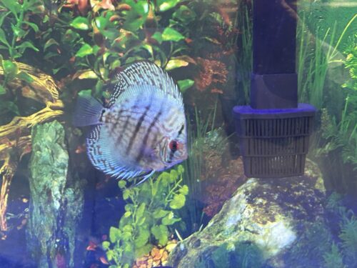 Click to view full screen High Bodied Blue Cobalt Discus photo review