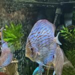 Giant Flora Cross Discus photo review