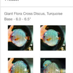 Giant Flora Cross Discus photo review