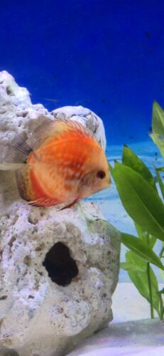 Click to view full screen Super Pigeon Snakeskin Discus, Yellow Base photo review
