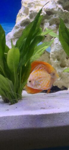 Click to view full screen Golden Pigeon Leopard Discus, White Base photo review