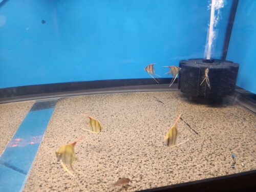 Click to view full screen Large Wild Orinoco Altum Angel Fish Cichlid 3" photo review