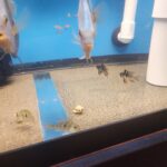Jet Black German Ram Cichlid photo review