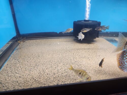 Click to view full screen Geophagus Eartheater Cichlid photo review
