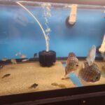 Jet Black German Ram Cichlid photo review