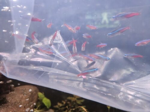 Click to view full screen Cardinal Tetra (As seen at National Aquarium), Fat AAA Grade photo review
