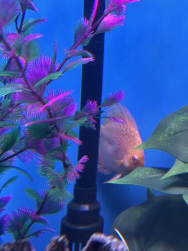 Click to view full screen German Red Turquoise Discus, Blue Base photo review