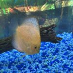 Penang Eruption Discus, Yellow Base photo review
