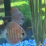 German Red Turquoise Discus, Red Base photo review