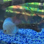 High Bodied Blue Cobalt Discus photo review