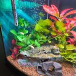 Large Emperor Tetra photo review