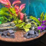 Large Emperor Tetra photo review