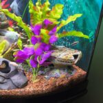 Large Emperor Tetra photo review