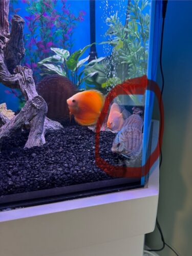 Click to view full screen German Red Turquoise Discus, Blue Base photo review