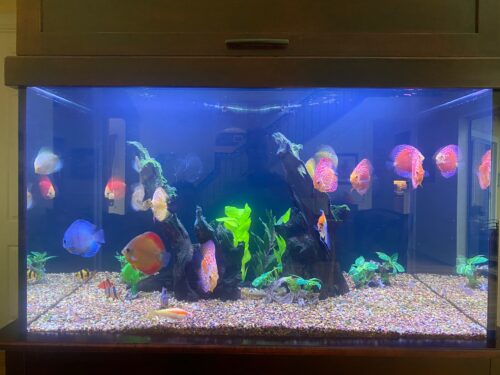 Click to view full screen Assorted Premium Discus 10-Pack photo review