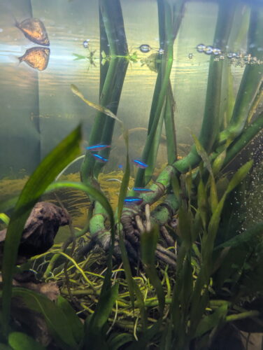 Cardinal Tetra (As seen at National Aquarium), Fat AAA Grade photo review